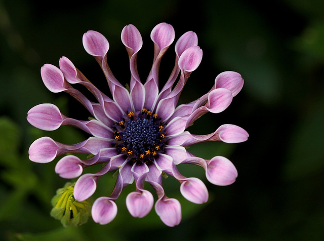 Osteospermum (9)