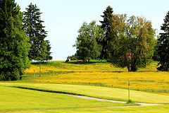 Landschaft in Gelb und Grün