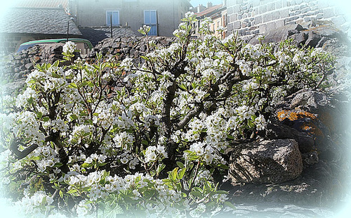 Poirier en fleurs (2)
