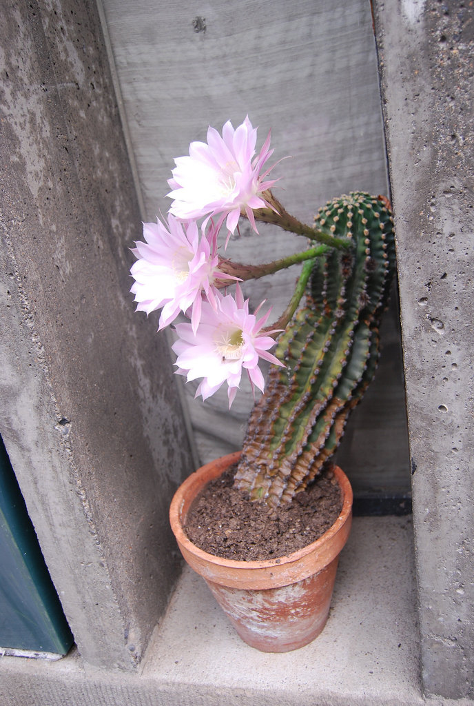Discret et fleuri