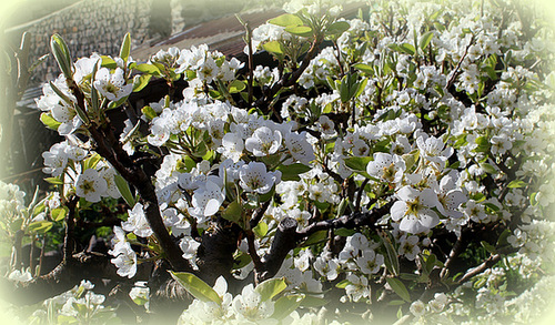 Poirier en fleurs (3)
