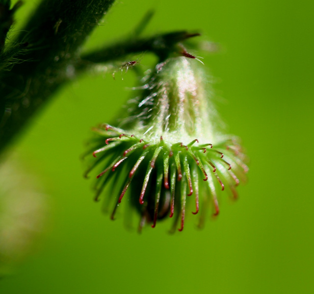 Aigremoine- fruits