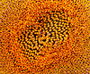 SPIRALE***