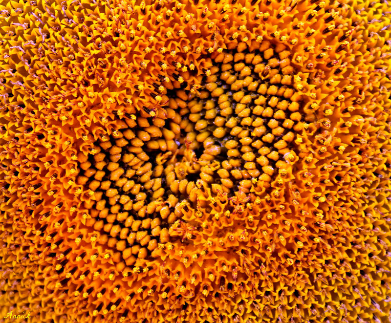 SPIRALE***