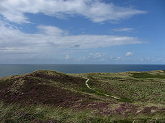 Heide auf dem Kliff