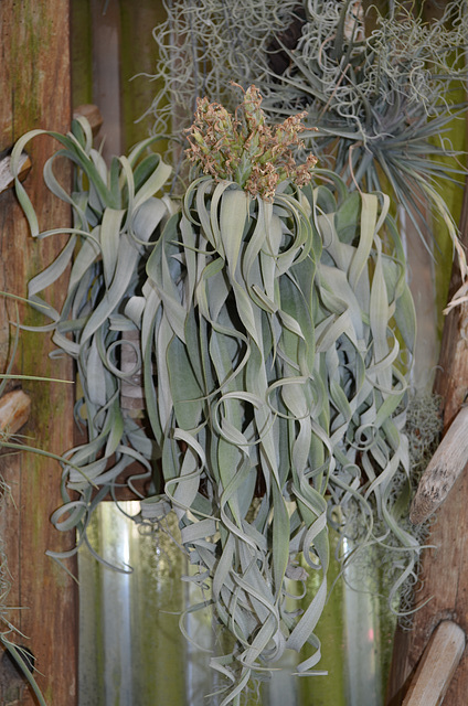 DSC 0095