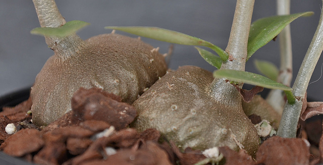Hydnophytum sp. DSC 0097