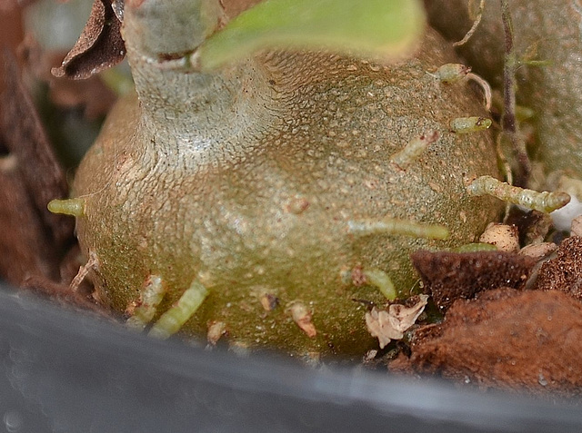 Hydnophytum sp. DSC 0099