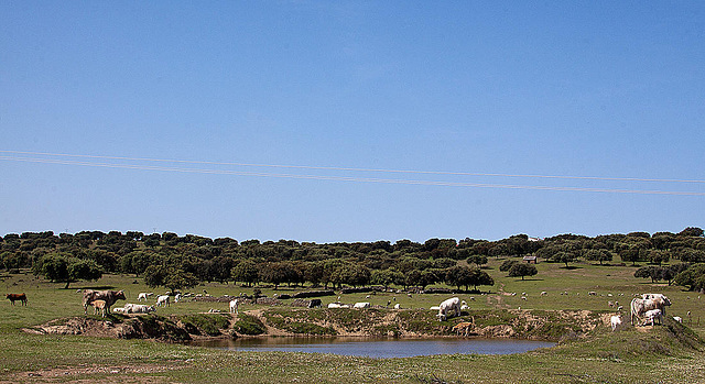 20120510 9421RAw [E] Rind, Ruanes, Extremadura