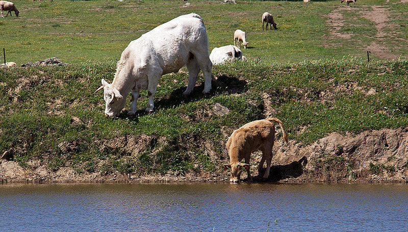 20120510 9422RAw [E] Rind, Schaf, Ruanes, Extremadura