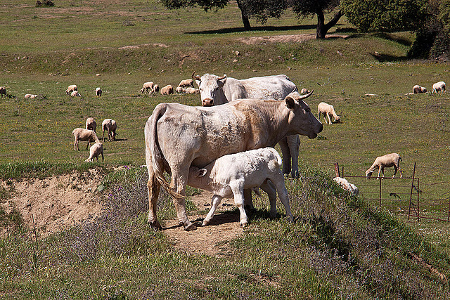 20120510 9423RAw [E] Rind, Schaf [Ruanes]