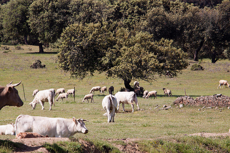 20120510 9424RAw [E] Rind, Schaf, Steineiche (Quercus ilex), Ruanes, Extremadura