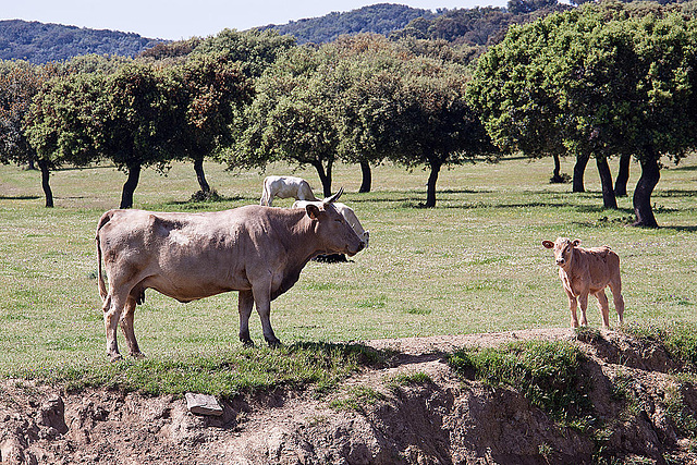 20120510 9425RAw [E] Rind Ruanes