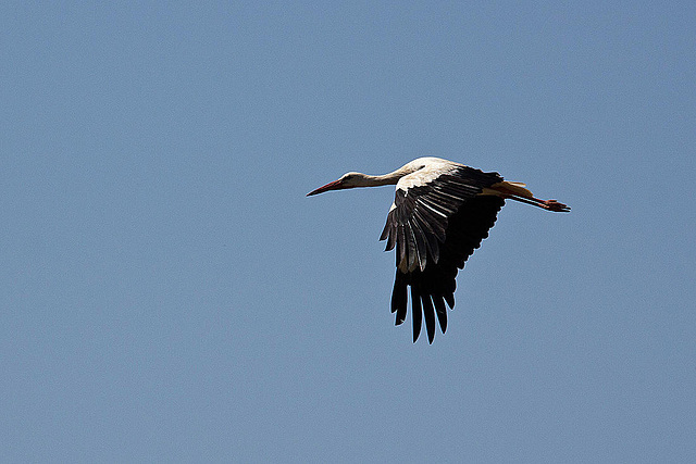 20120510 9430RAw [E] Weißstorch (Ciconia ciconia), Ruanes