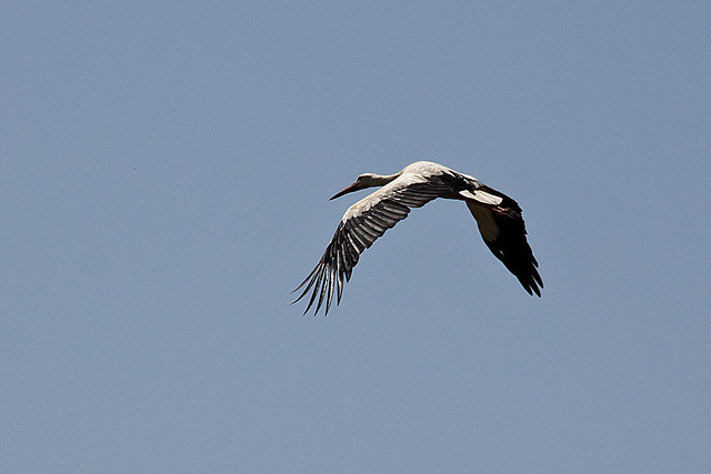 20120510 9431RAw [E] Weißstorch Ruanes