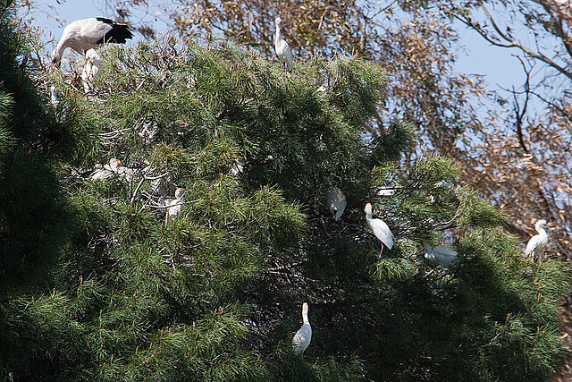 20120510 9435RAw [E] Weißstorch (Ciconia ciconia). Kuhreiher (Bubuleus ibis), Ruanes, Extremadura