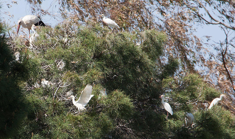 20120510 9438RAw [E] Weißstorch (Ciconia ciconia). Kuhreiher (Bubuleus ibis), Ruanes, Extremadura