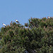 20120510 9439RAaw [E] Weißstorch, Kuhreiher, [Ruanes]