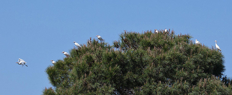 20120510 9439RAaw [E] Weißstorch (Ciconia ciconia). Kuhreiher (Bubuleus ibis), Ruanes, Extremadura
