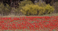 20120510 9444RAw [R~E] Mohn, Aljucén, Extremadura