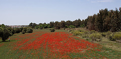 20120510 9445RAw [R~E] Mohn, Aljucén, Extremadura