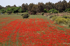 20120510 9446RAw [R~E] Mohn, Aljucén, Extremadura