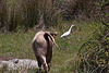 20120510 9456RAw [E] Rind, Kuhreiher (Ardea ibis), Embalse de Proserpina, bei Merida, Extremadura