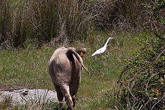 20120510 9456RAw [E] Rind, Kuhreiher (Ardea ibis), Embalse de Proserpina, bei Merida, Extremadura