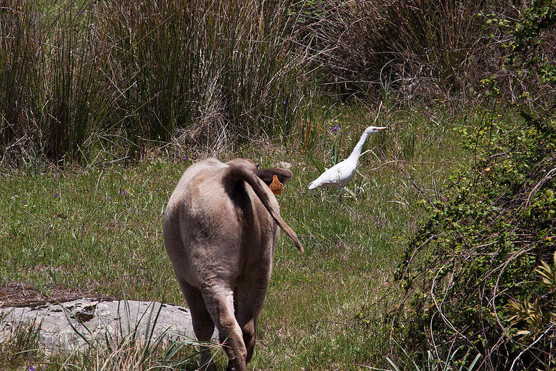 20120510 9456RAw [E] Rind, Kuhreiher (Ardea ibis), Embalse de Proserpina, bei Merida, Extremadura