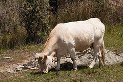 20120510 9459RAw [E] Rind Embalse de Proserpina