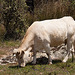 20120510 9459RAw [E] Rind, Embalse de Proserpina, bei Merida, Extremadura