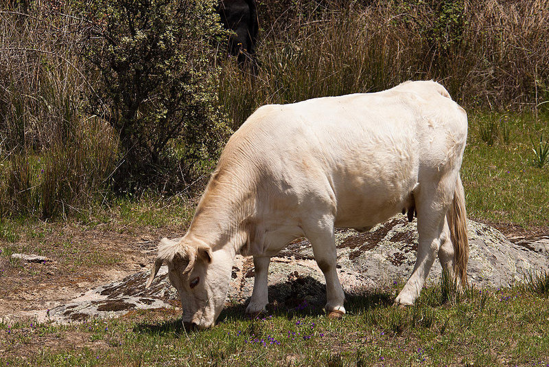 20120510 9459RAw [E] Rind, Embalse de Proserpina, bei Merida, Extremadura