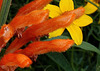 Leonotis