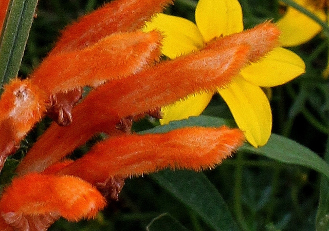 Leonotis