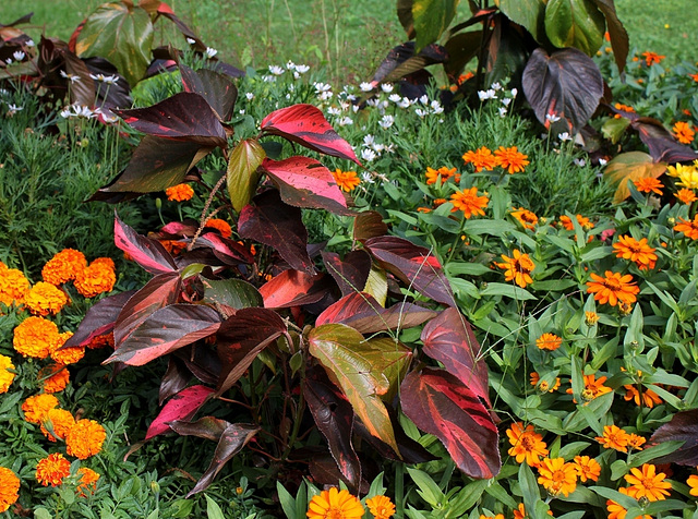 Acalypha (3)