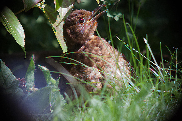 20120803 1096RDw [D~LIP] Amsel, Bad Salzuflen