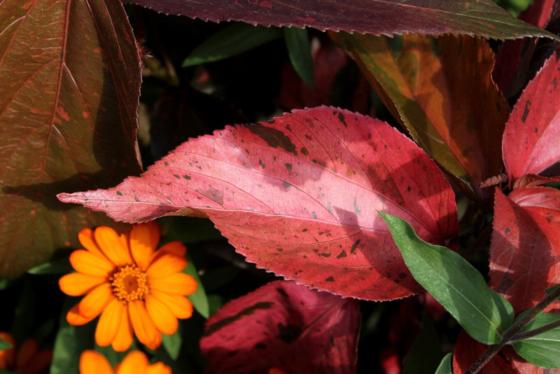 Acalypha (2)