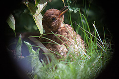 20120803 1097RDw [D~LIP] Amsel, Bad Salzuflen