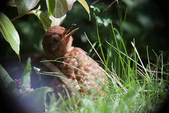 20120803 1098RDw [D~LIP] Amsel, Bad Salzuflen