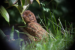 20120803 1099RDw [D~LIP] Amsel, Bad Salzuflen