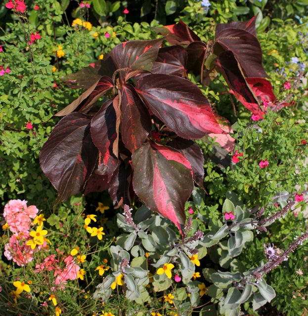 Acalypha (7)
