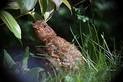 20120803 1101RDw [D~LIP] Amsel, Bad Salzuflen