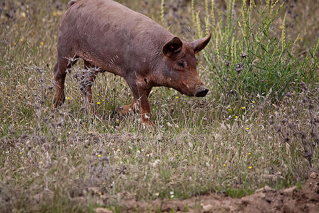 20120507 9059RTw [E] Iberisches Schwein (spanisch: Cerdo Ibérico), Extremadura