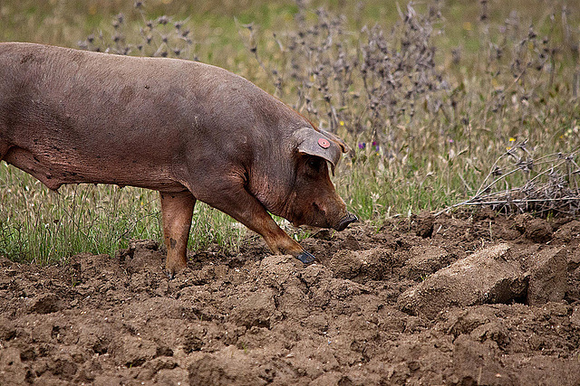 20120507 9060RTw [E] Iberisches Schwein (spanisch: Cerdo Ibérico), Extremadura