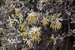 20120507 9063RTw [E] Steineiche (Quercus ilex), EX208, Extremadura