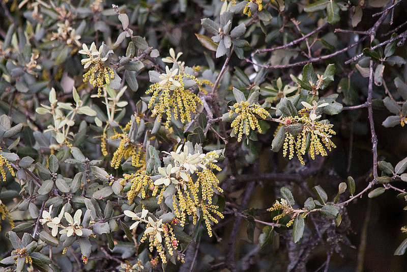 20120507 9063RTw [E] Steineiche (Quercus ilex), EX208, Extremadura