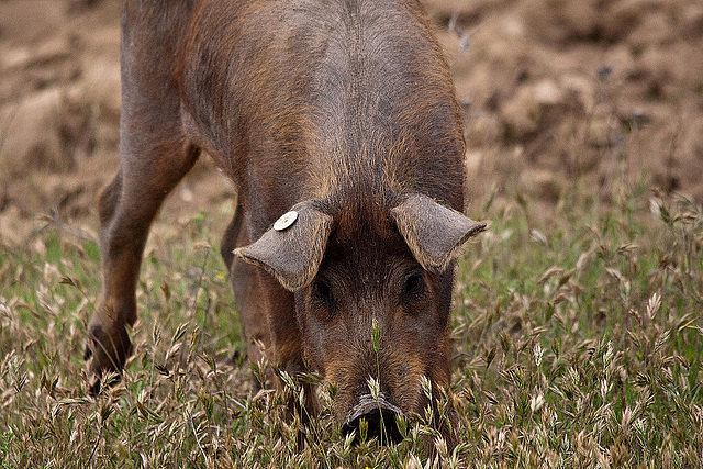 20120507 9064RTw [E] Iberisches Schwein (spanisch: Cerdo Ibérico), Extremadura