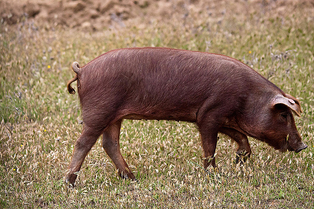 20120507 9066RTw [E] Iberisches Schwein (spanisch: Cerdo Ibérico), Extremadura