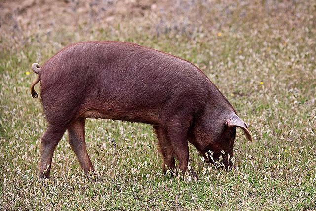20120507 9067RTw [E] Iberisches Schwein (spanisch: Cerdo Ibérico), Extremadura