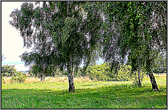 A L'OMBRE D'UN ARBRE *** A L'OMBRE D'UN ARBRE ***